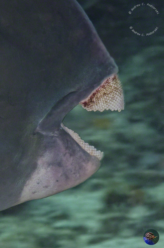 Bolbometopon muricatum - dental plates