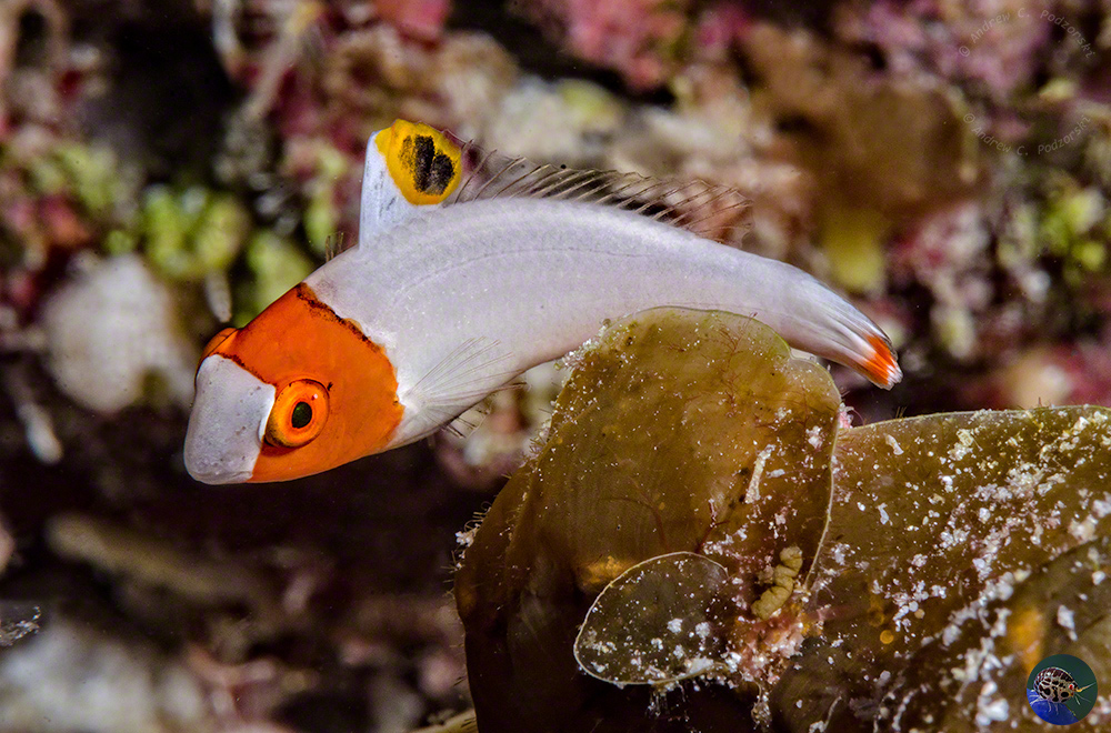 Cetoscarius ocellatus - young juvenile