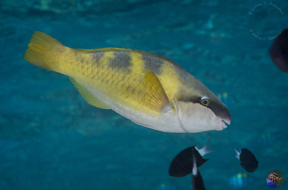 Scarus dimidiatus  female