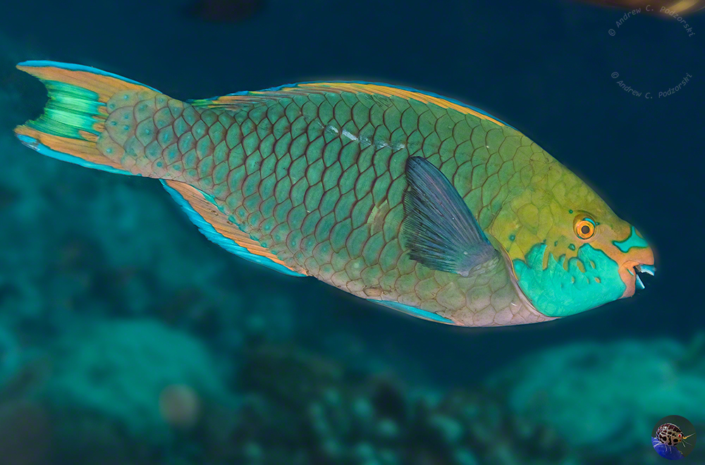 Scarus prasiognathos