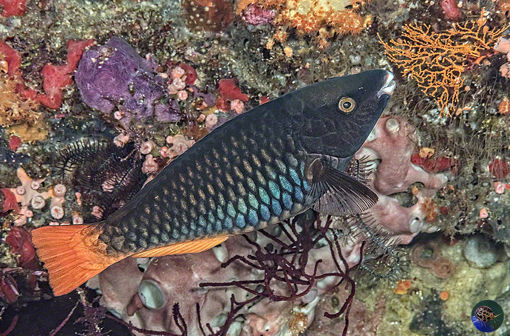 Scarus tricolor female