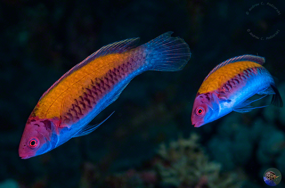 Cirrhilabris aurantidorsalis