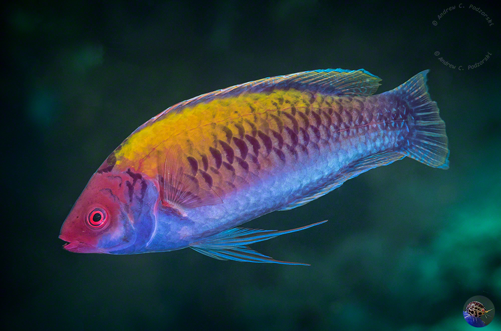 Cirrhilabris aurantidorsalis