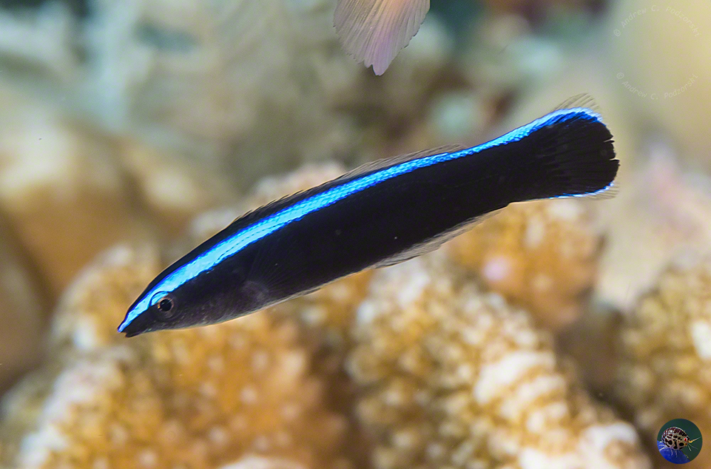 Labroides dimidiatus - juvenile