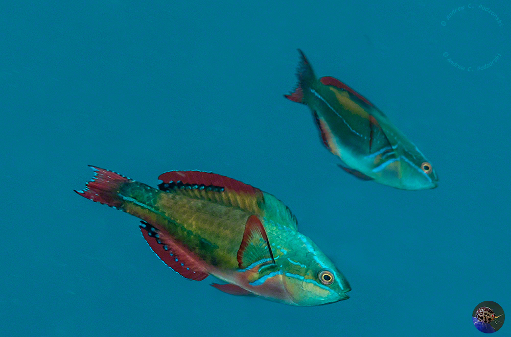 Cirrhilabris exquisitus - males displaying