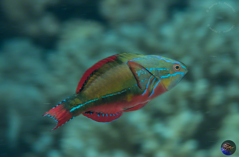 Cirrhilabris exquisitus