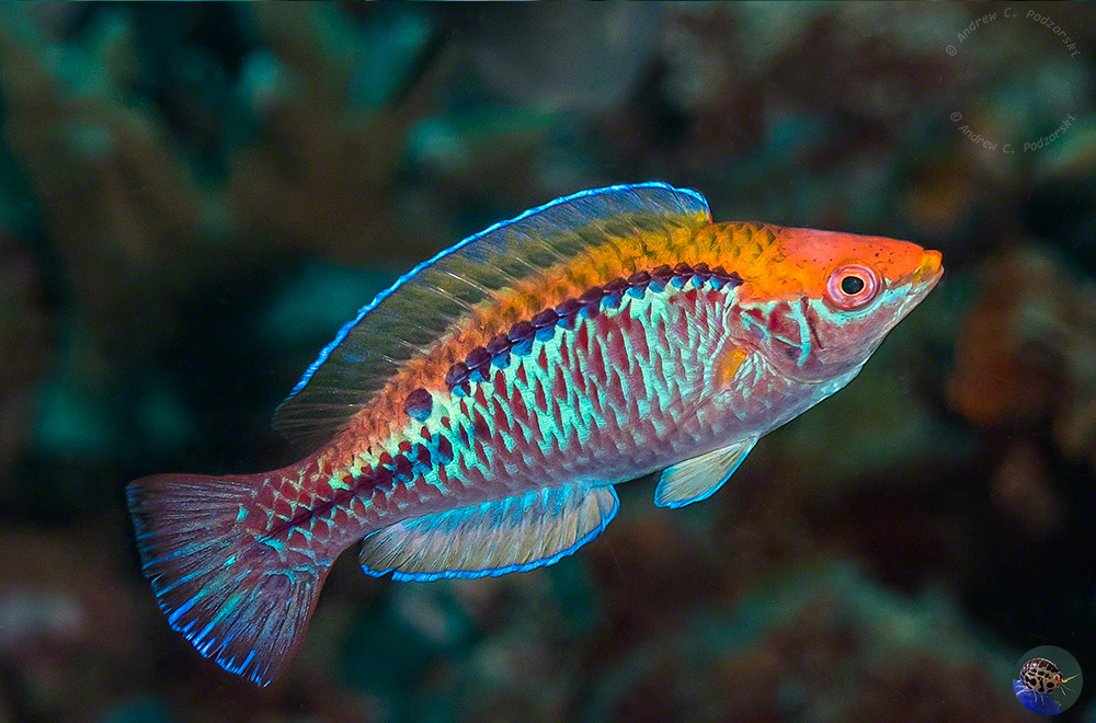 Cirrhilabris lubbocki - male in nuptial disply