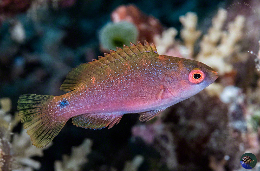 Cirrhilabrus cf. punctatus - juvenila