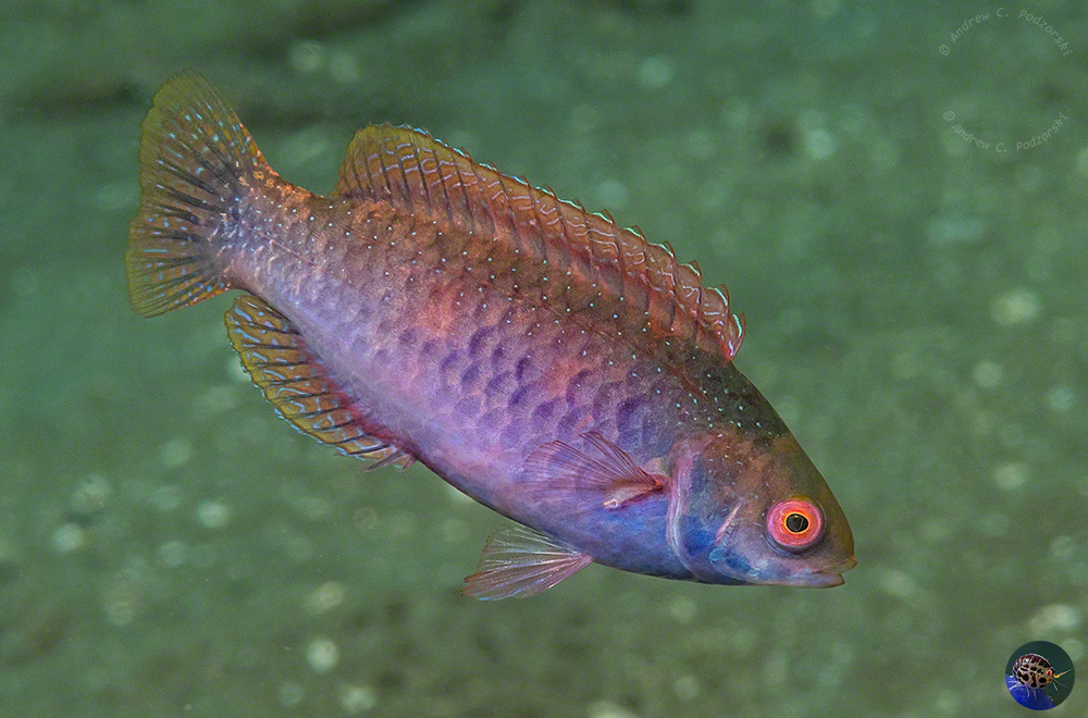 Cirrhilabrus cf. punctatus