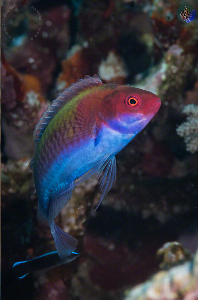 Cirrhilabris cf. solorensis - maie