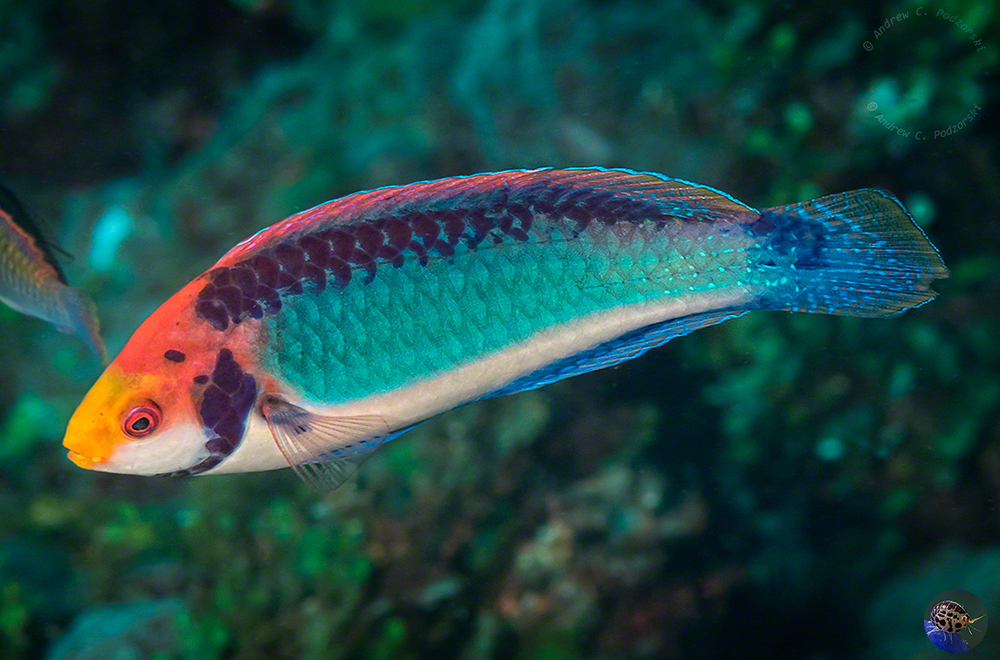 Cirrhilabris solorensis