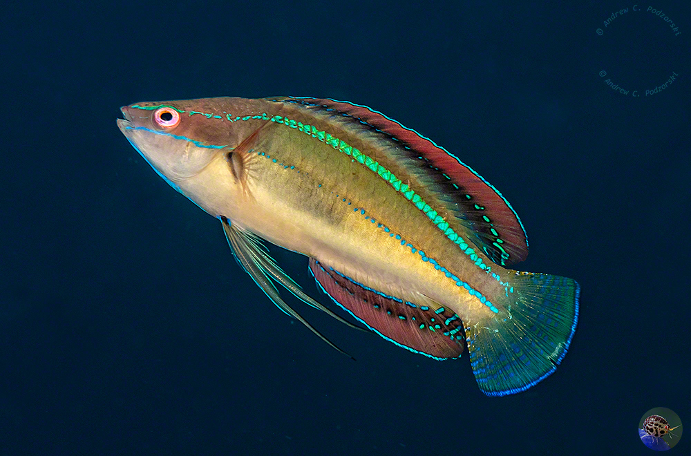 Cirrhilabrus temminckii - male