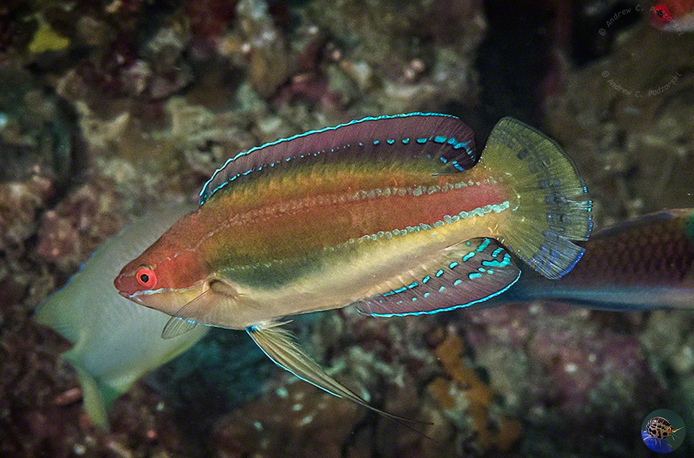 Cirrhilabrus temminckii - male