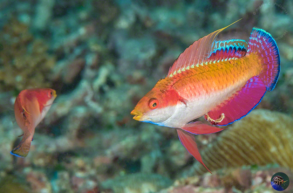 Cirrhilabris tonozukai