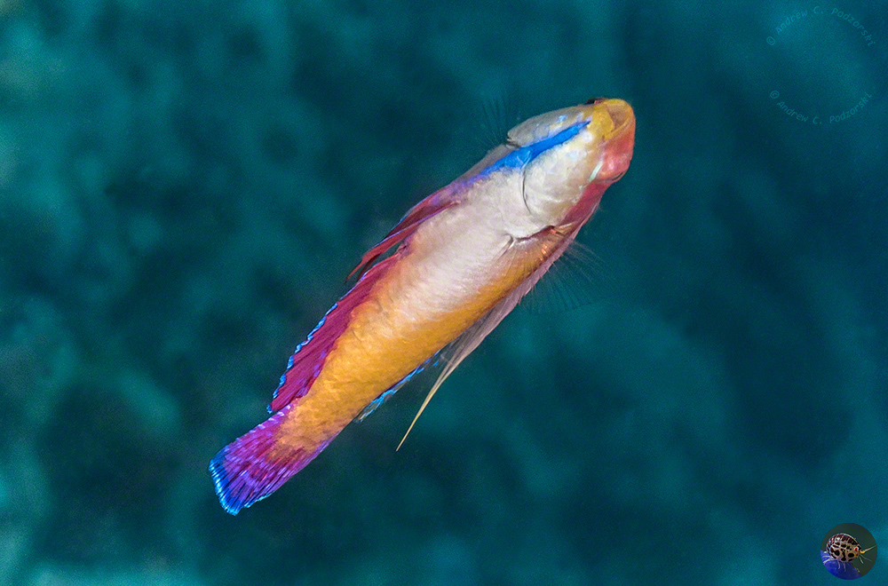 Cirrhilabris tonozukai from below