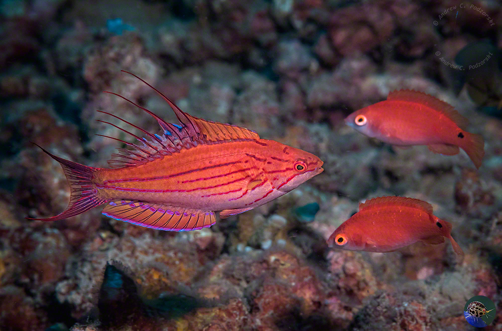 Parachielus filamentosus sub-adult male displayin with females