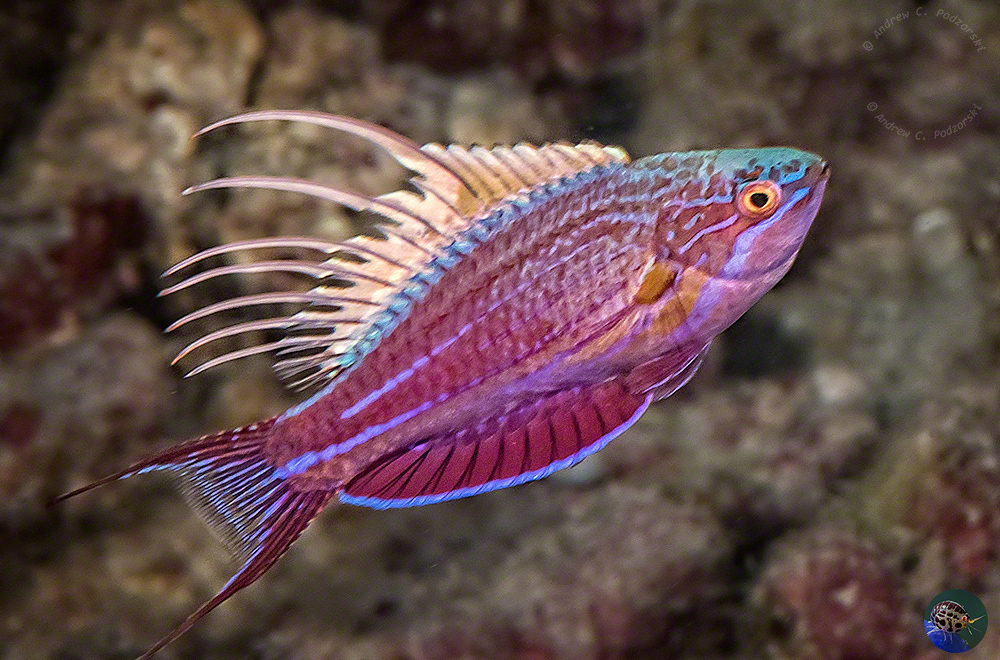 Paracheilinus cyaneus