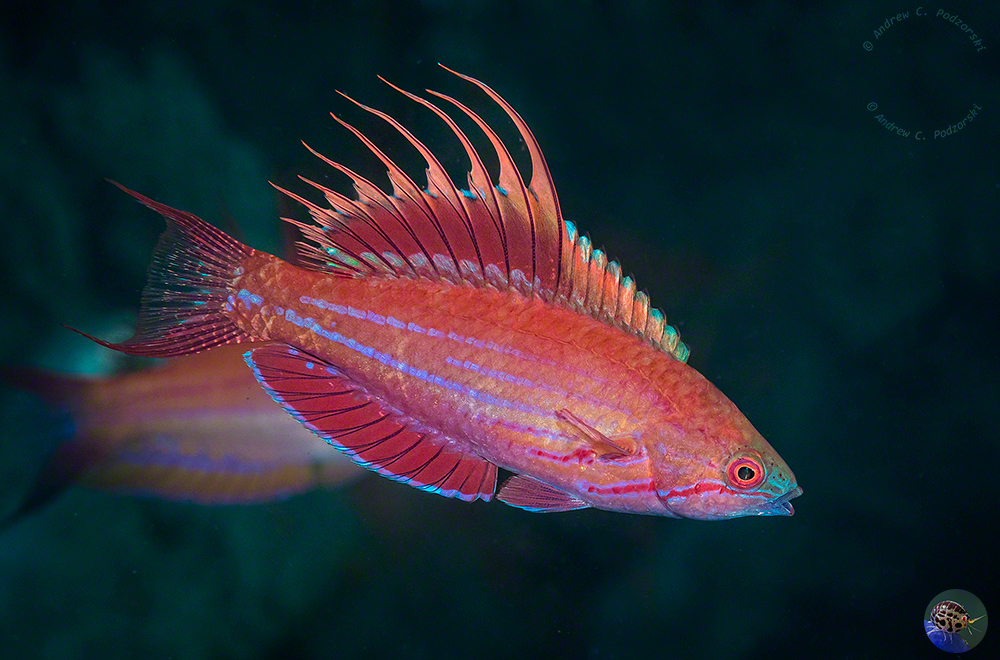 Parachielus filamentosus