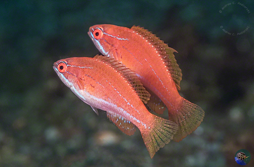 Paracheilinus cf. filamentosus juveniles