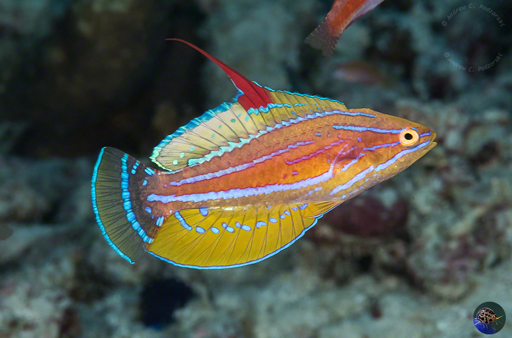 Paracheilinus flavianalis - nuptual male display