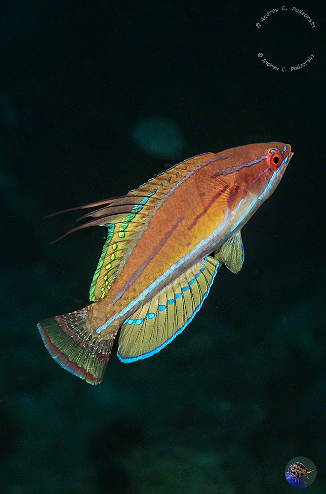 Paracheilinus flavianalis - nuptual male display