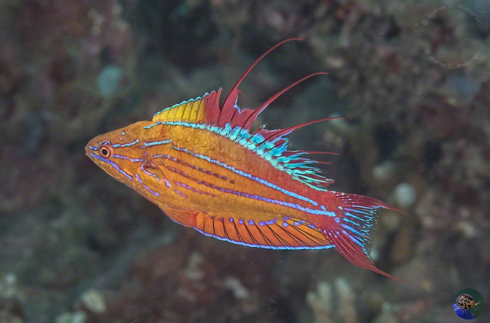 Paracheilinus flavianalis - nuptual male display