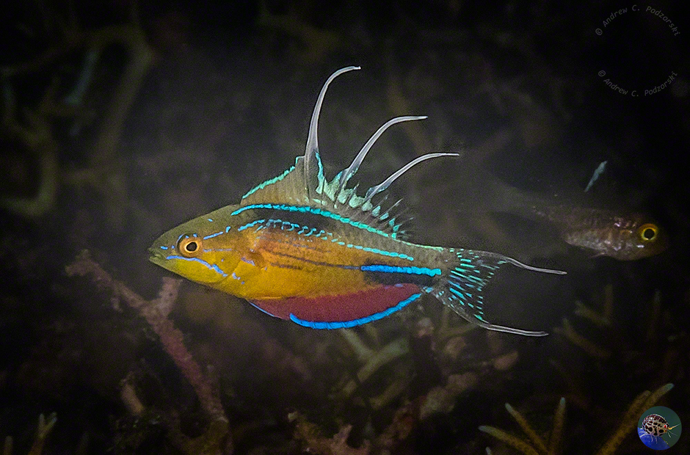 Paracheilinus nursalim