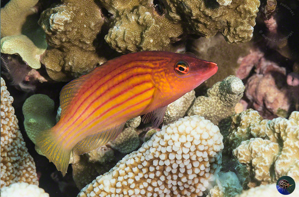 Pseudocheilinus octotaenia