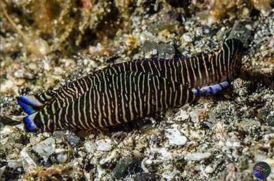 Phillinopsis lineolata