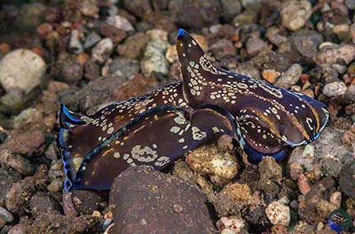 Philinopsis speciosa