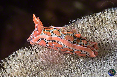 Sagaminopteron psychedelicum