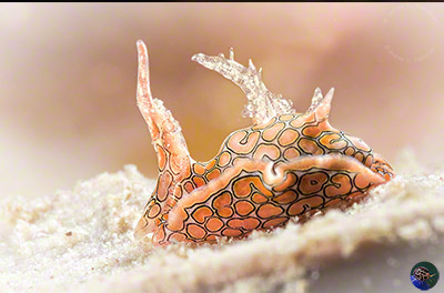 Sagaminopteron psychedelicum