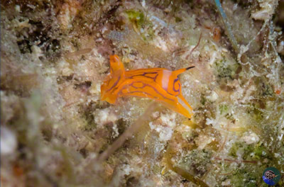 Siphopteron cf. tigrinum