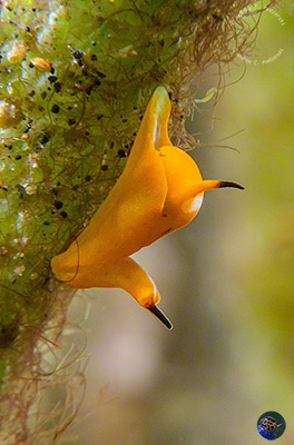 Siphenopteron cf. citrinum