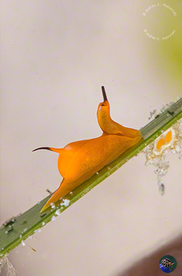 Siphenopteron cf. citrinum