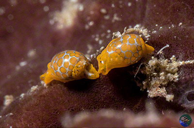 Haminoea sp. with eggs
