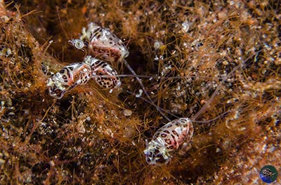 Haminoea "miniham group" on their food algae