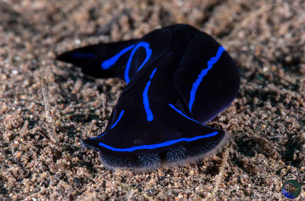 Chelidoneura elegans showing the oral papillae