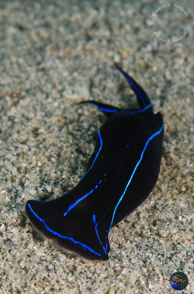 Chelidoneura elegans