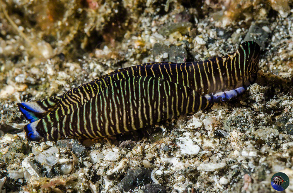 Phillinopsis lineolata