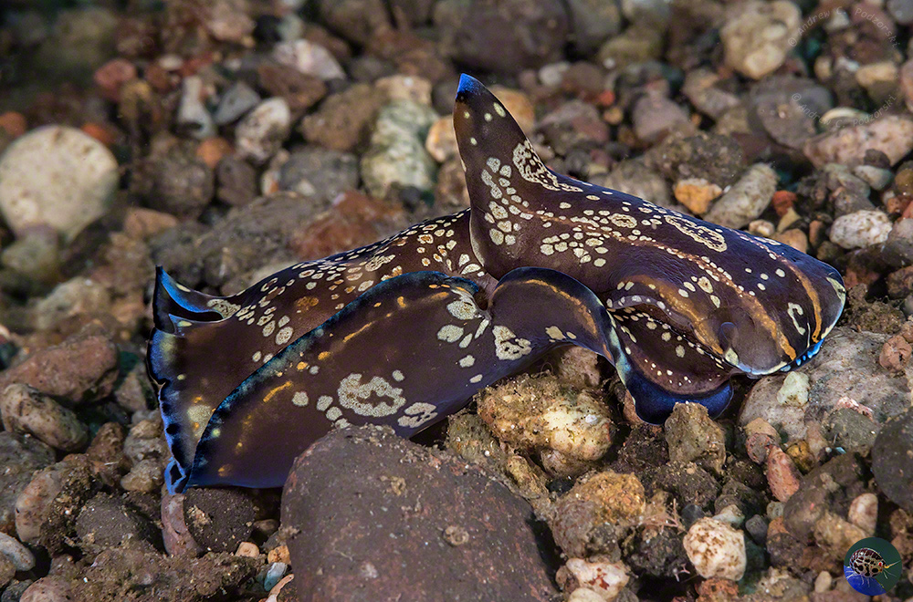 Philinopsis speciosa