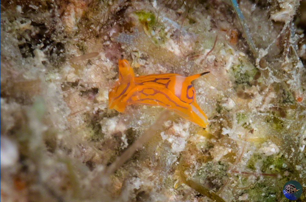 Siphopteron cf. tigrinum