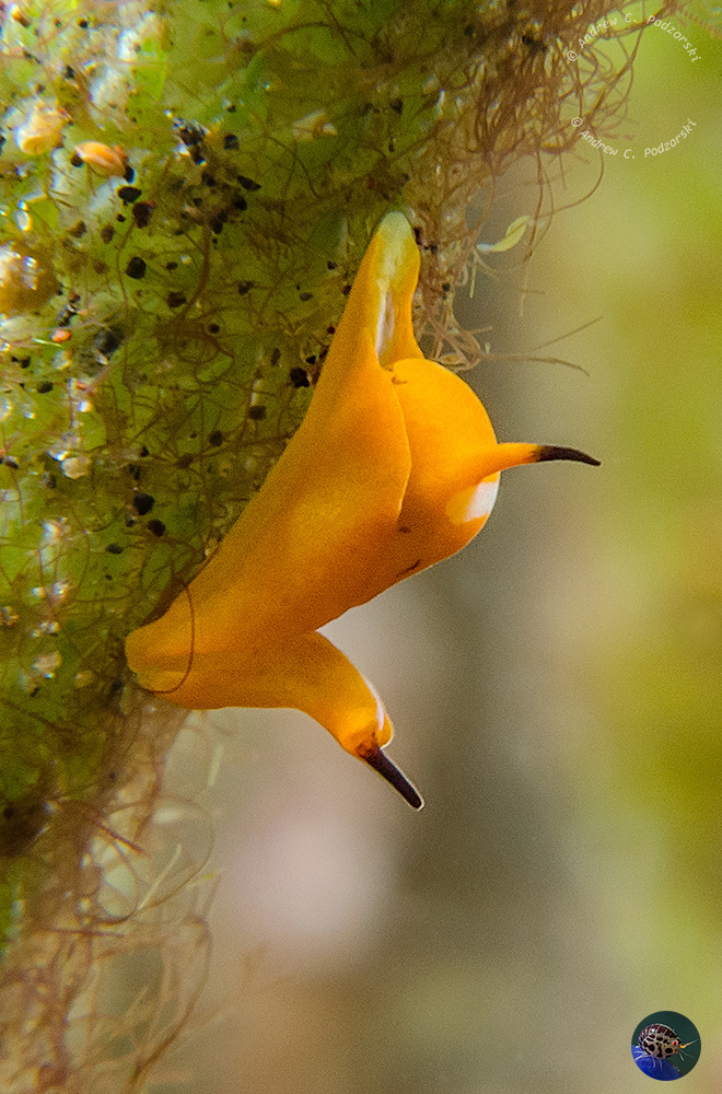 Siphenopteron cf. citrinum