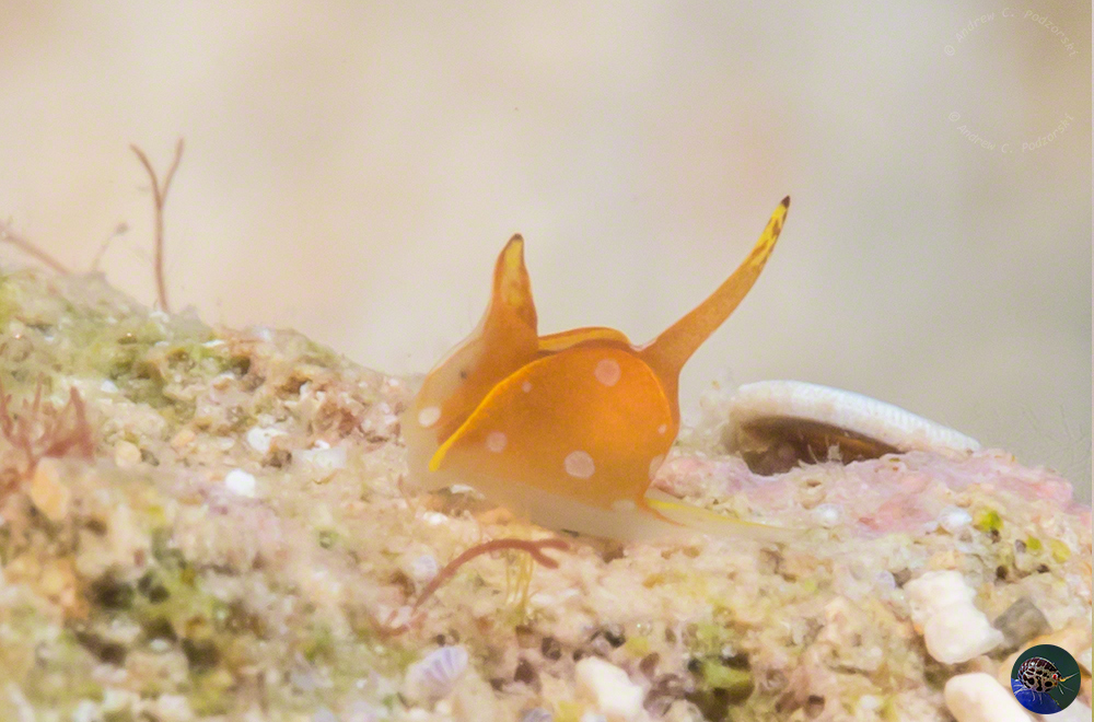 Siphenopteron flavolineolatum