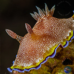 Cryptobranch Chromodorids