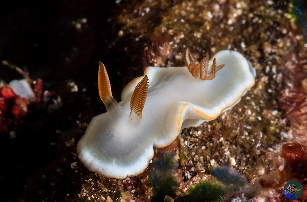 Areadoris angustolutea