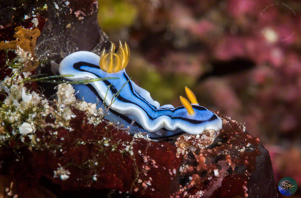 Chromodoris annae