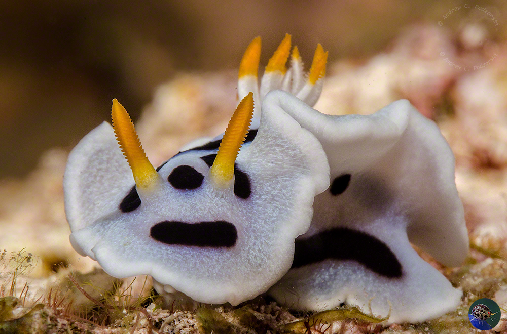 Chromodoris dianae