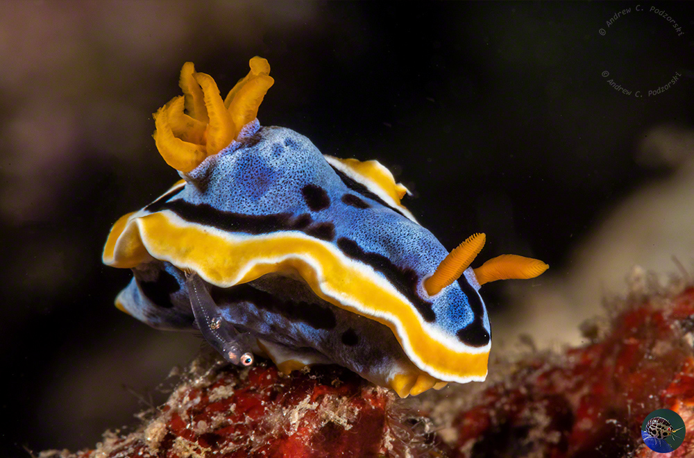 Chromodoris cf. elisabethina