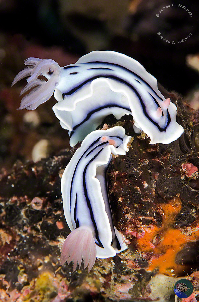 Chromodoris lochi